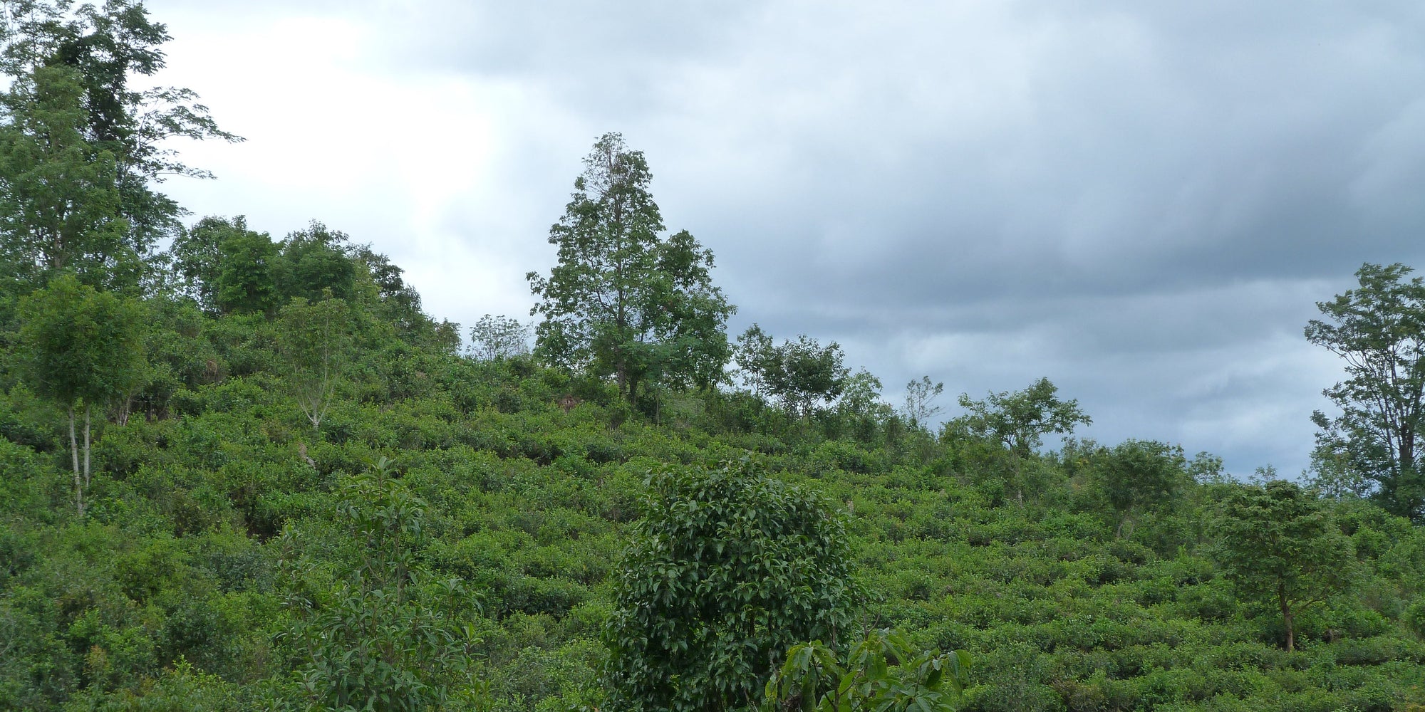 Recognising Tea Pluckers