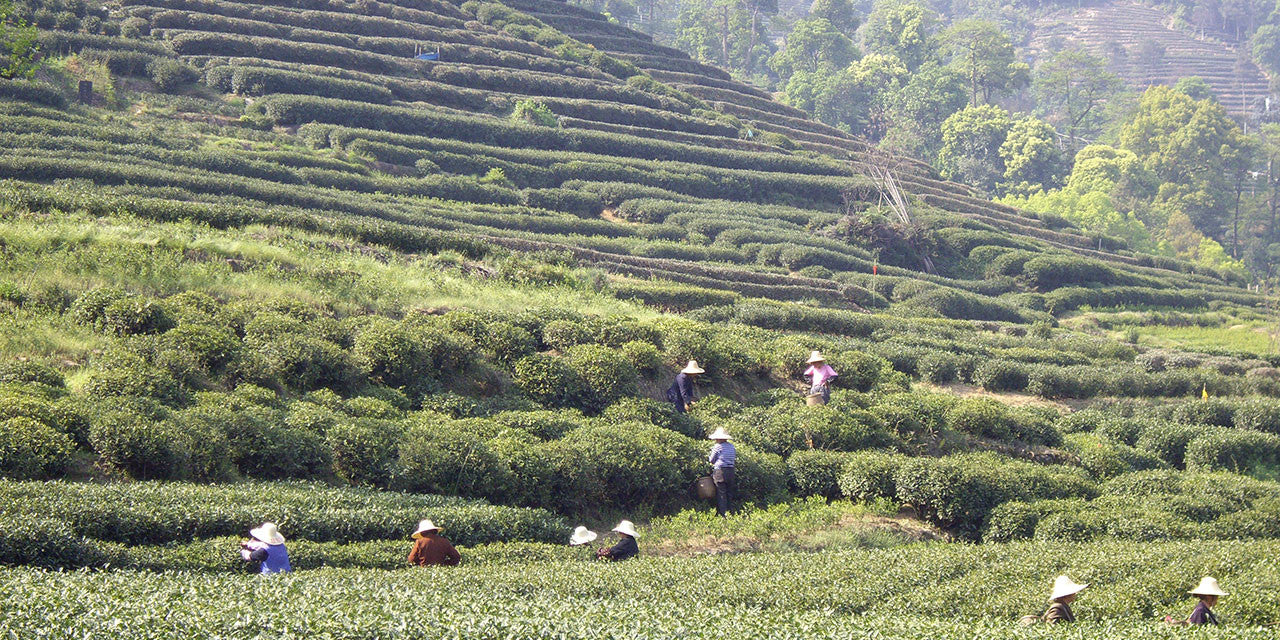 Long Jing Dragonwell Tea Production